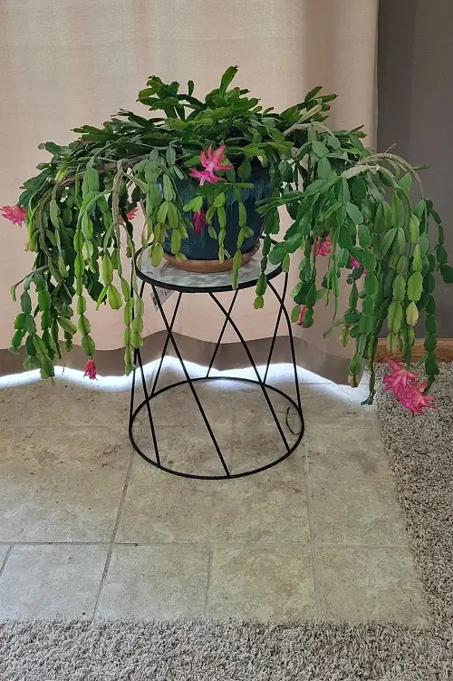 How to Propagate Christmas Cactus