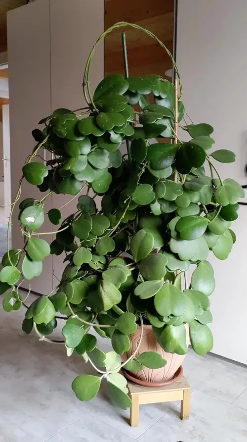 Heart Shaped Succulents