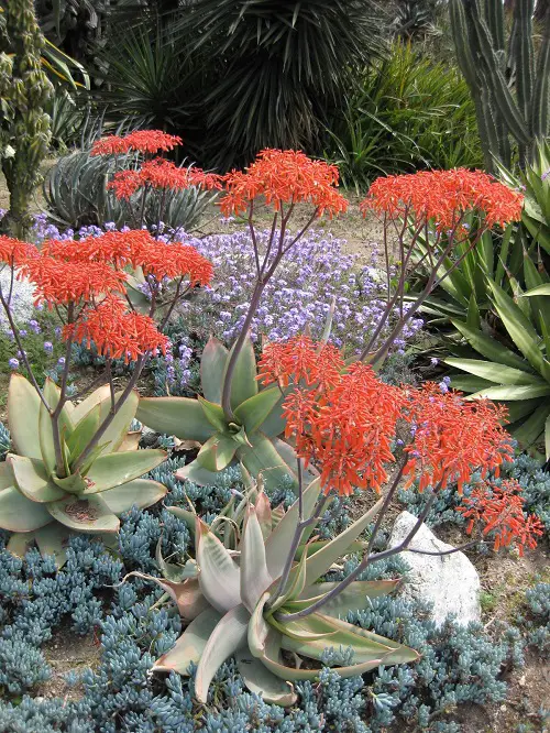 10 Most Colorful Aloes For Your Garden - Succulent Garden Web