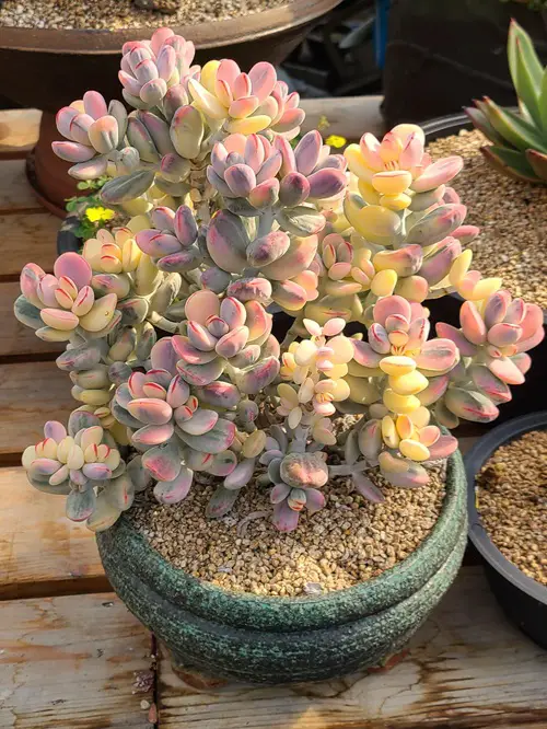 best Succulent With Oval Leaves And Flowers