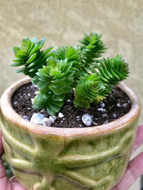 Tiny Mini Succulents for a Cute Garden