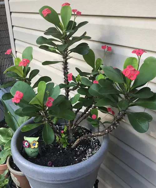 top Succulent With Oval Leaves And Flowers