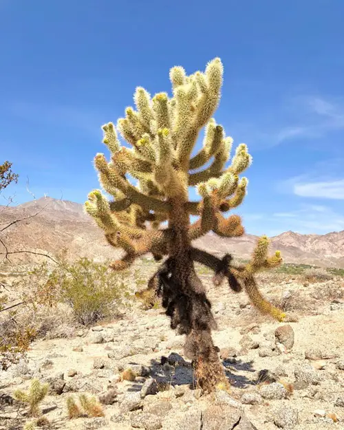 lovely Amazing Cactus with Arms