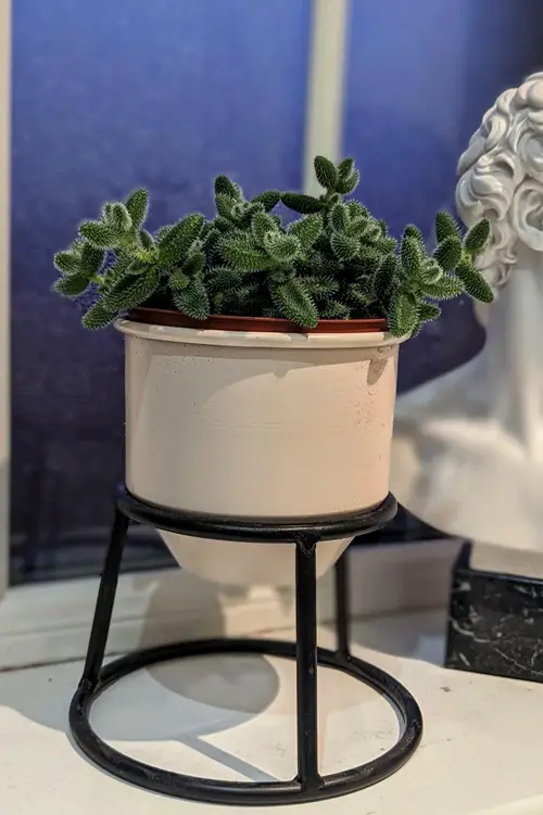 beautiful Tiny Mini Succulents for a Cute Garden