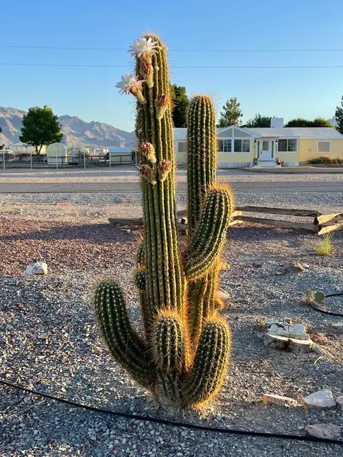 Is A Cactus A Monocot Or A Dicot? - Succulent Garden Web