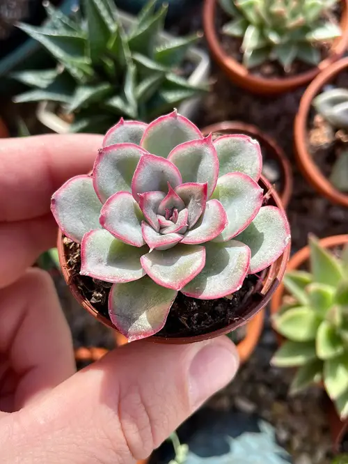 How to Grow Echeveria Pulidonis Easily