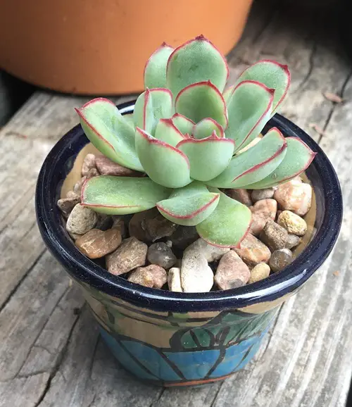 Echeveria Pulidonis Care