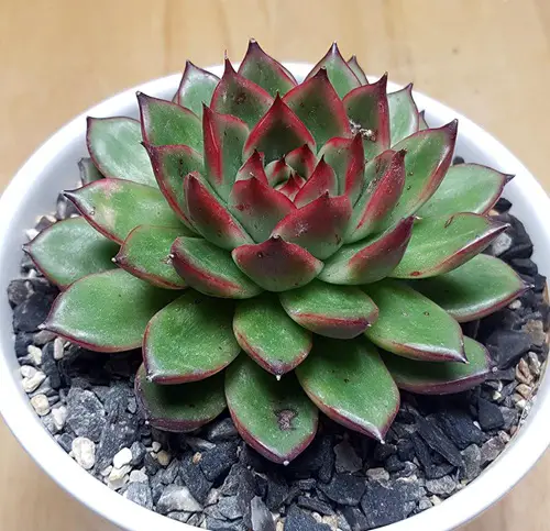 Echeveria Pulidonis Care