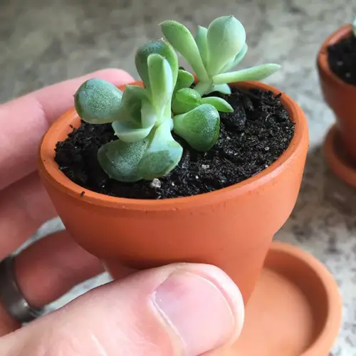 Propagate Echeveria Pulidonis