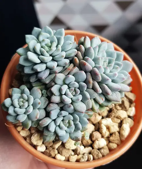 lovely Tiny Mini Succulents for a Cute Garden