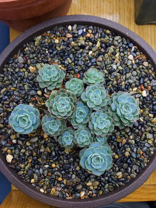 Tiny Mini Succulents for a Cute Garden