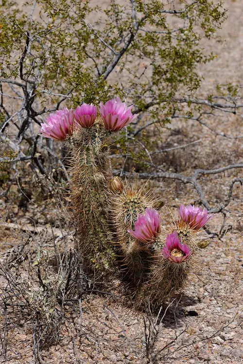 top Cactus with Arms