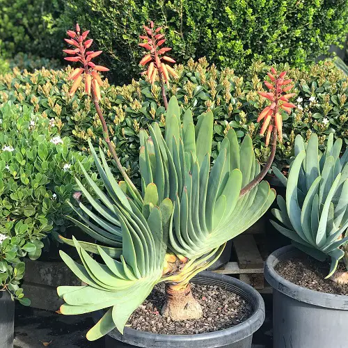 Fan Aloe