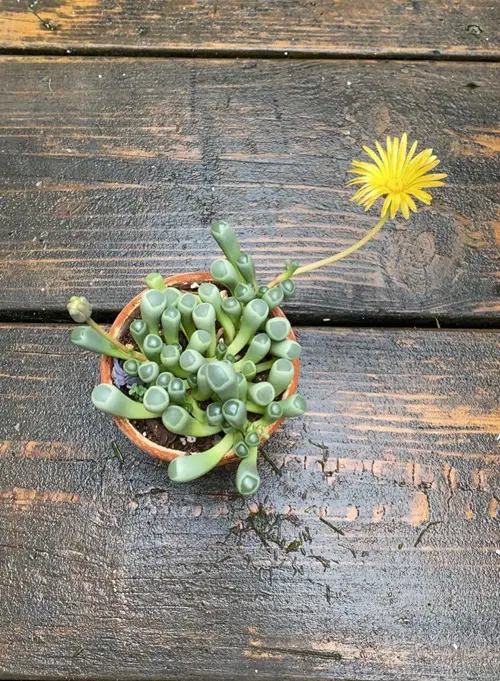 top best Tiny Mini Succulents for a Cute Garden