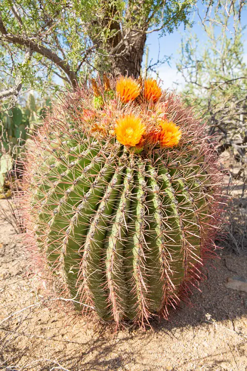 Fishhook Barrel Cactus