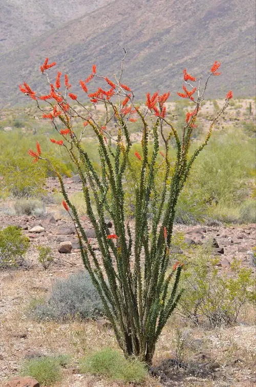 Amazing Plants That Look Like Cactus