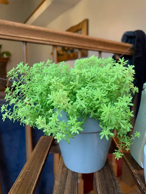 Gold Moss Sedum in pot