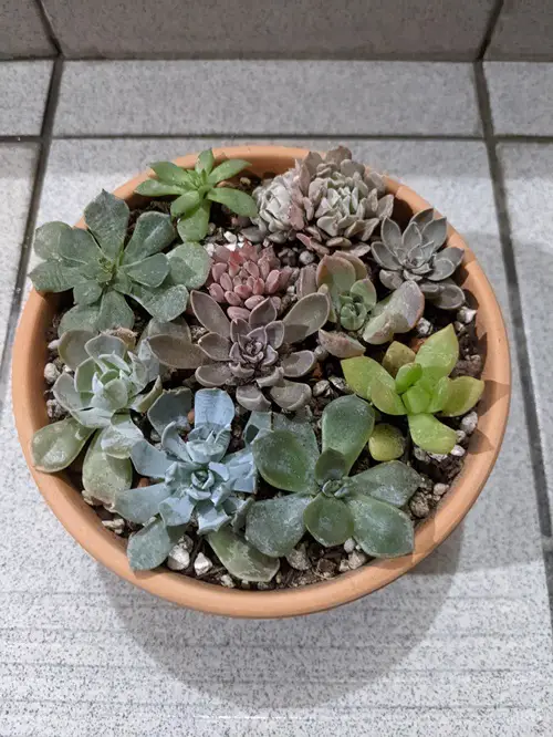 What Zone is Good for Growing Succulent​?