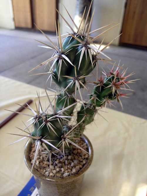 Types of Cactus in Arizona 13