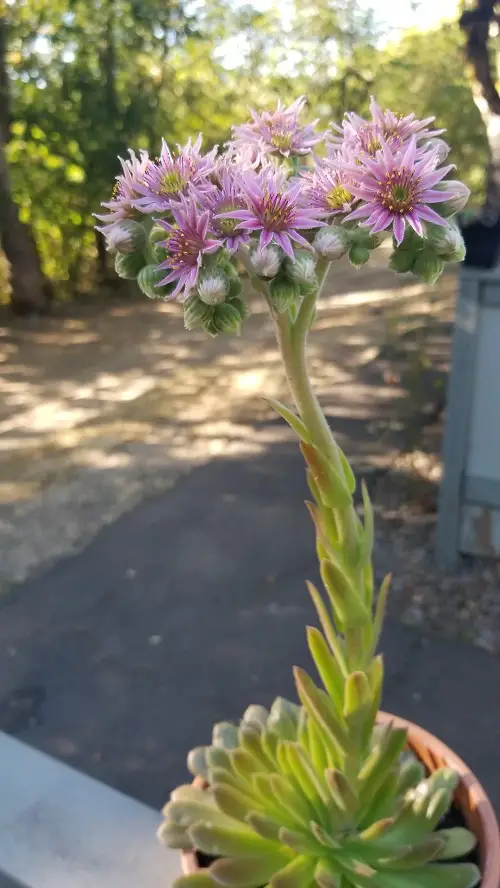 What to Do with Hens and Chicks Flowers