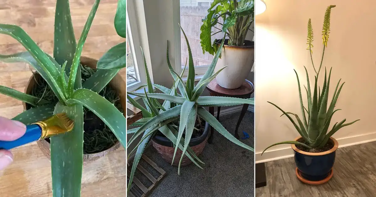 How to Keep Your Aloe Vera Thriving Indoors All Winter Long Succulent