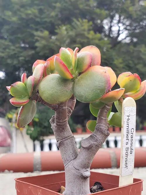 lovely Succulent With Oval Leaves And Flowers