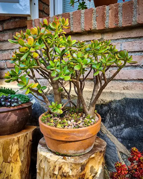 Best Succulents for Bonsai