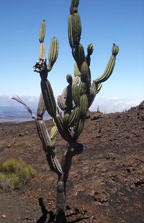 best Cactus with Arms