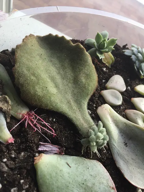 Kalanchoe beharensis Propagation