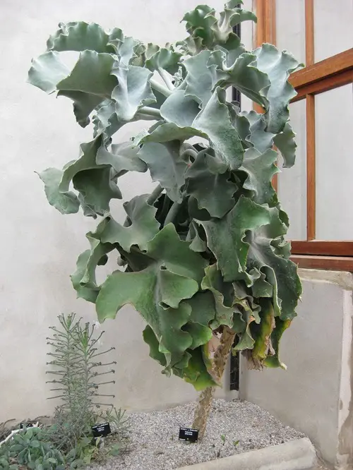 Care For Kalanchoe beharensis