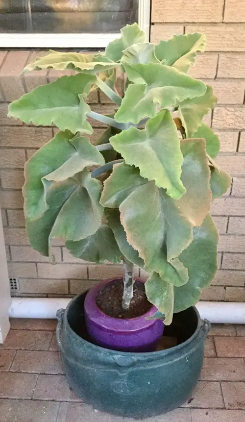 Requirements For Growing Kalanchoe beharensis