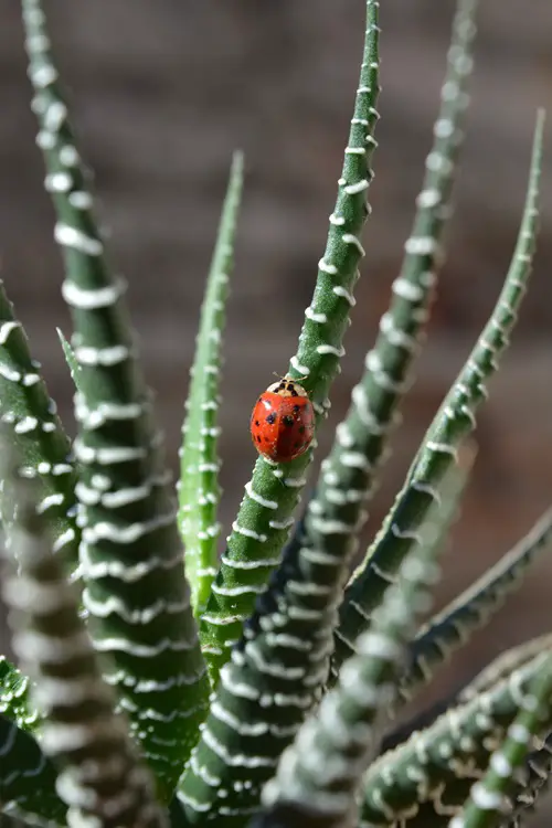 Good Bugs for Succulents