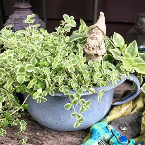 Beautiful Heart Shaped Succulents