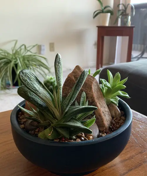 top Tiny Mini Succulents for a Cute Garden