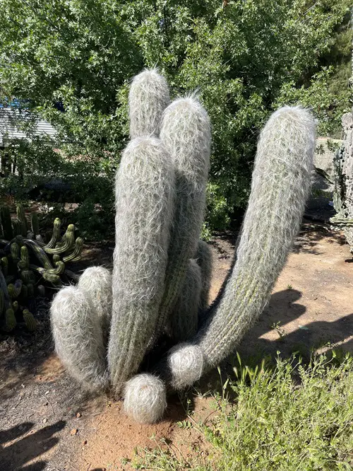 Longevity of Cacti