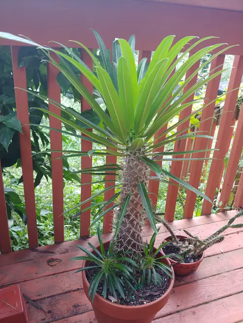 Amazing Best long leaf succulents