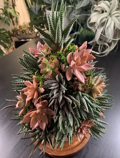 Made Out of Love with Haworthias