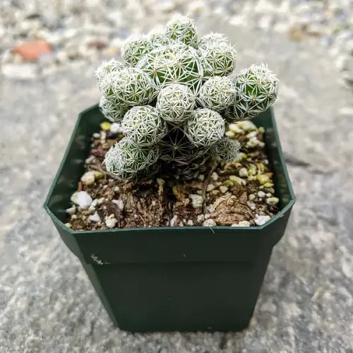 Mammillaria Cactus