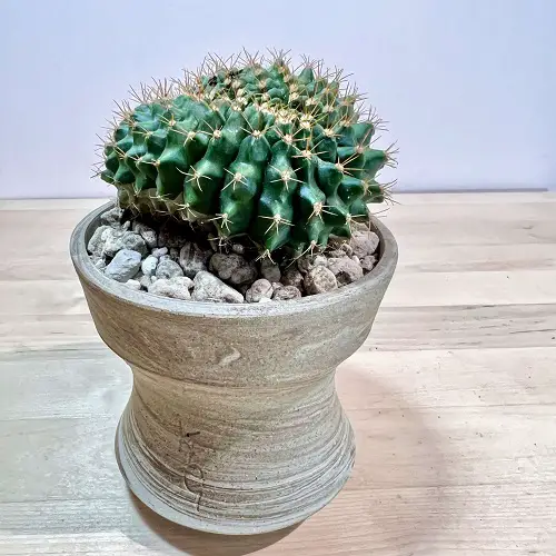 Moon Cactus indoor