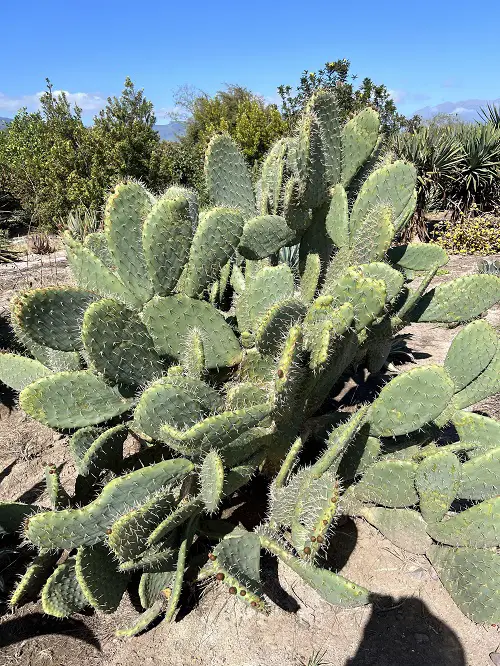 Types of Cactus in Arizona 17