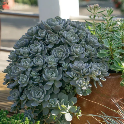 best Zone is Good for Growing Succulent