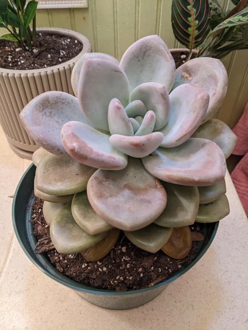 Why Your Pachyphytum Leaves Are Turning Mushy