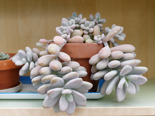 Why Your Pachyphytum Leaves