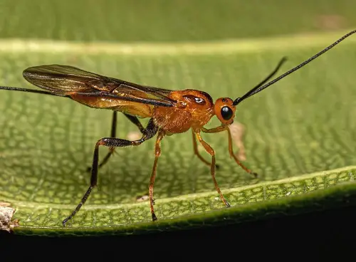 Parasitic Wasps