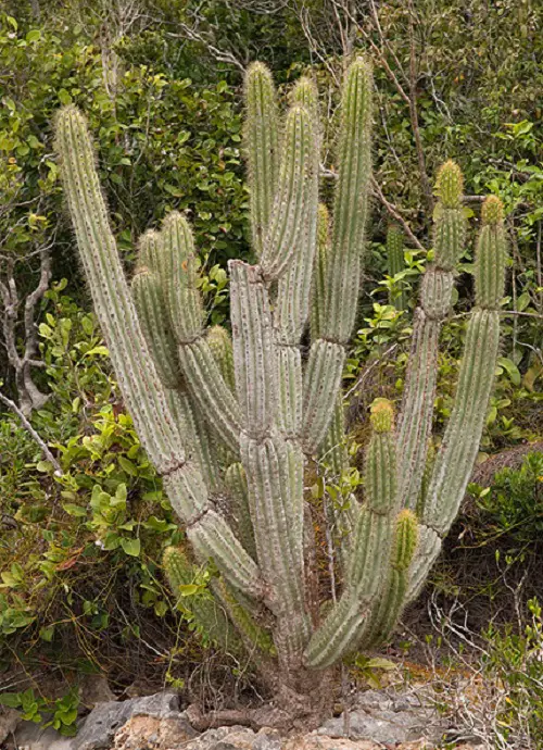 top Amazing Cactus with Arms