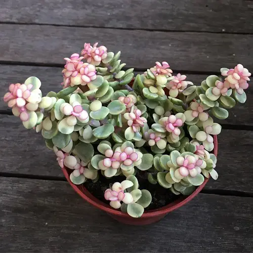 best Succulent With Oval Leaves And Flowers