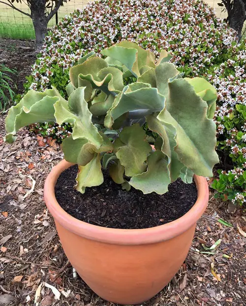 Pot Size for Kalanchoe beharensis