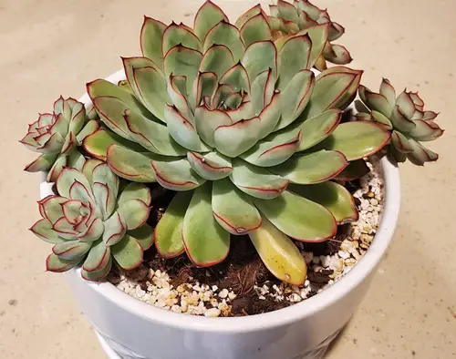 Requirements for Growing Echeveria Pulidonis