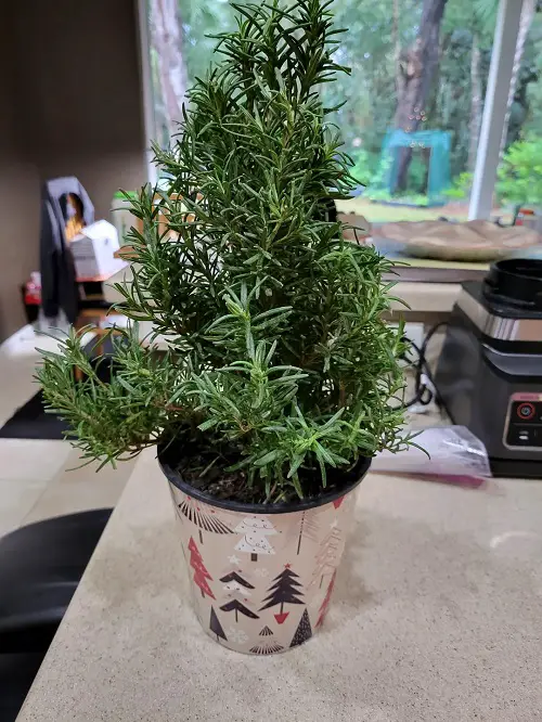 Succulents That Look Like Rosemary