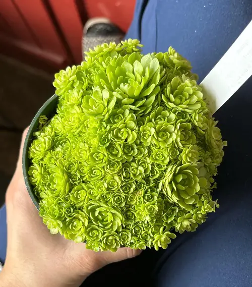 Rosularia in pot
